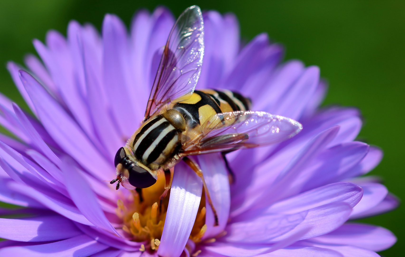 Gemeine Sumpfschwebfliege