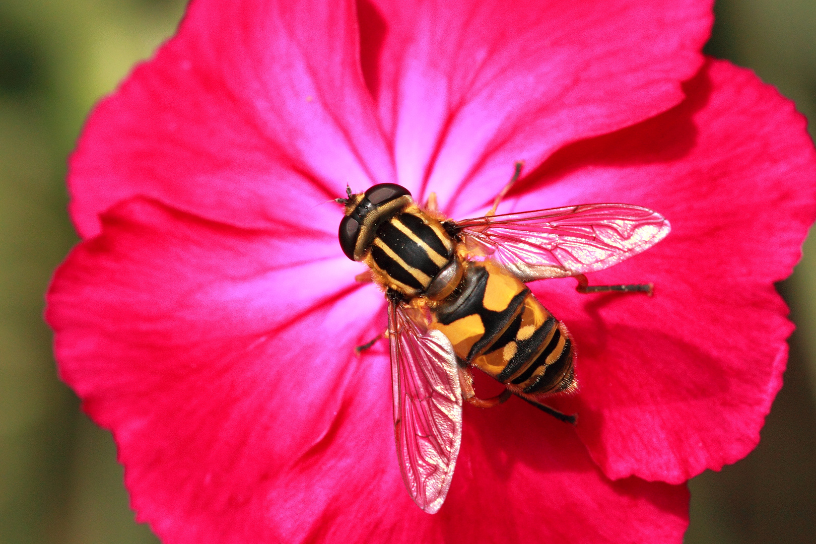 Gemeine Sumpfschwebfliege