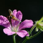 Gemeine Sumpfschwebfliege