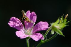 Gemeine Sumpfschwebfliege