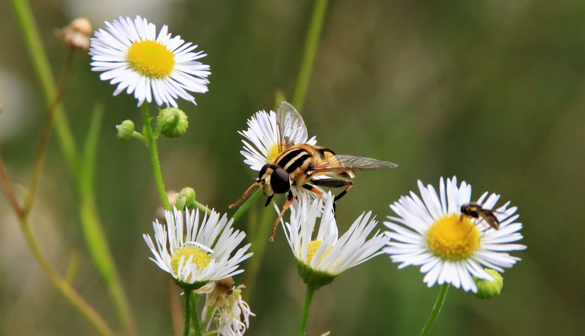 Gemeine Sumpfschwebfliege