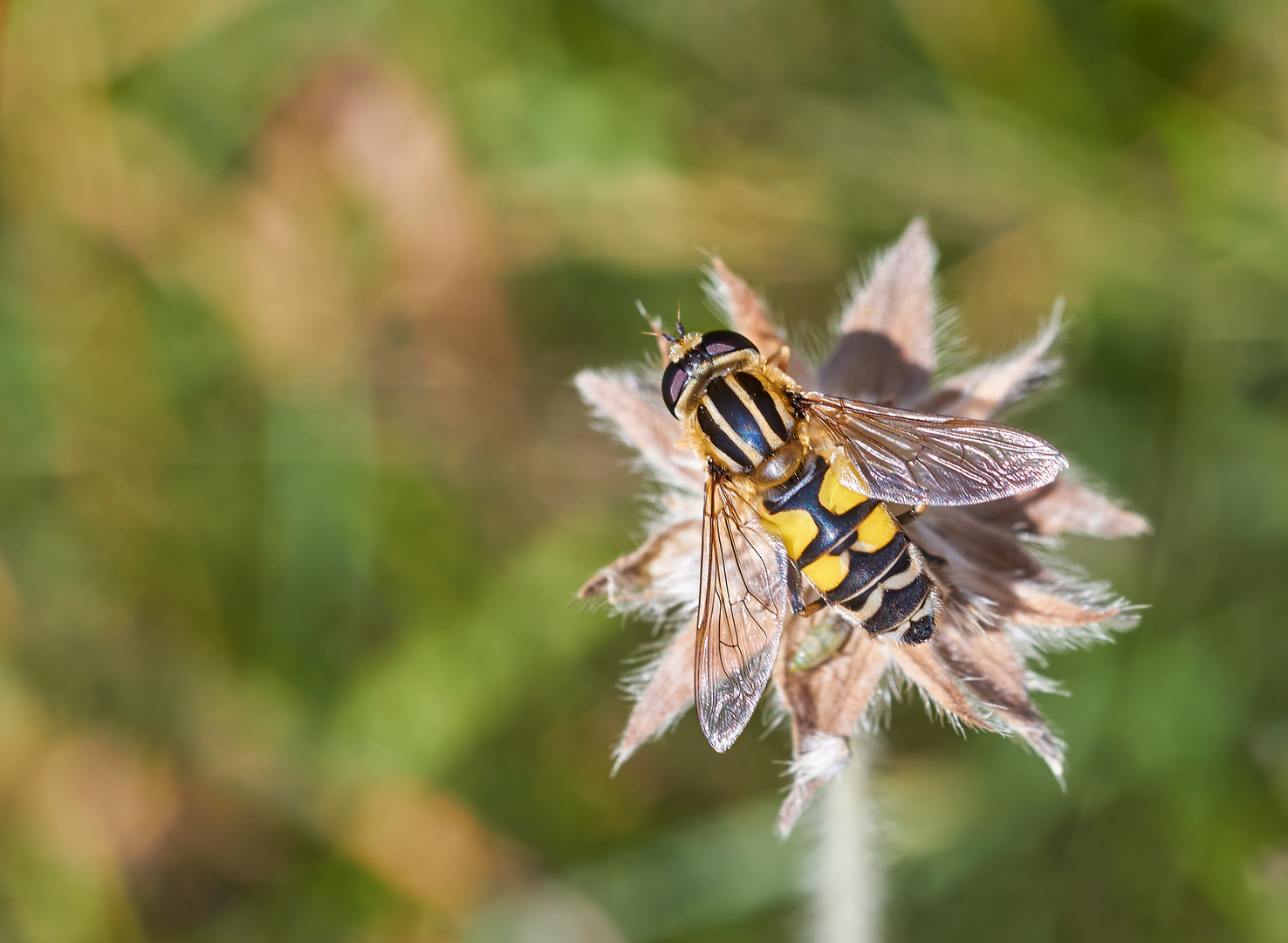 Gemeine Sumpfschwebfliege