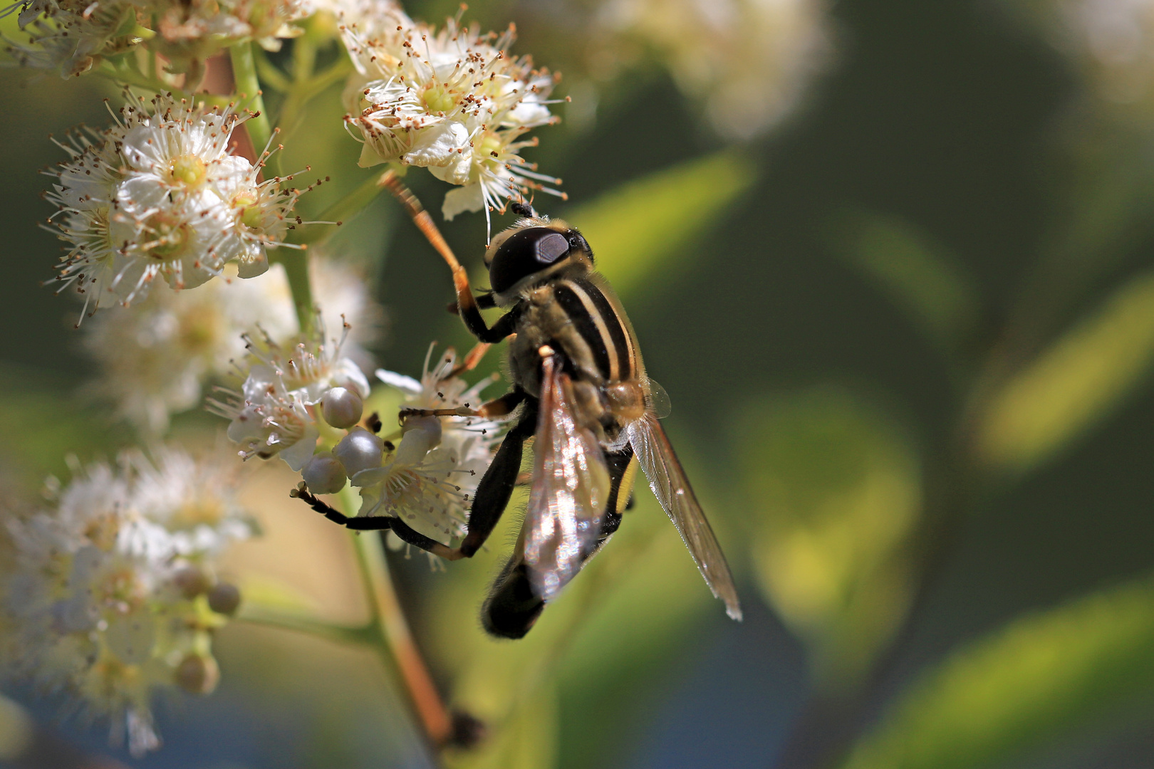 Gemeine Sumpfschwebfliege