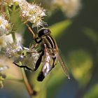 Gemeine Sumpfschwebfliege