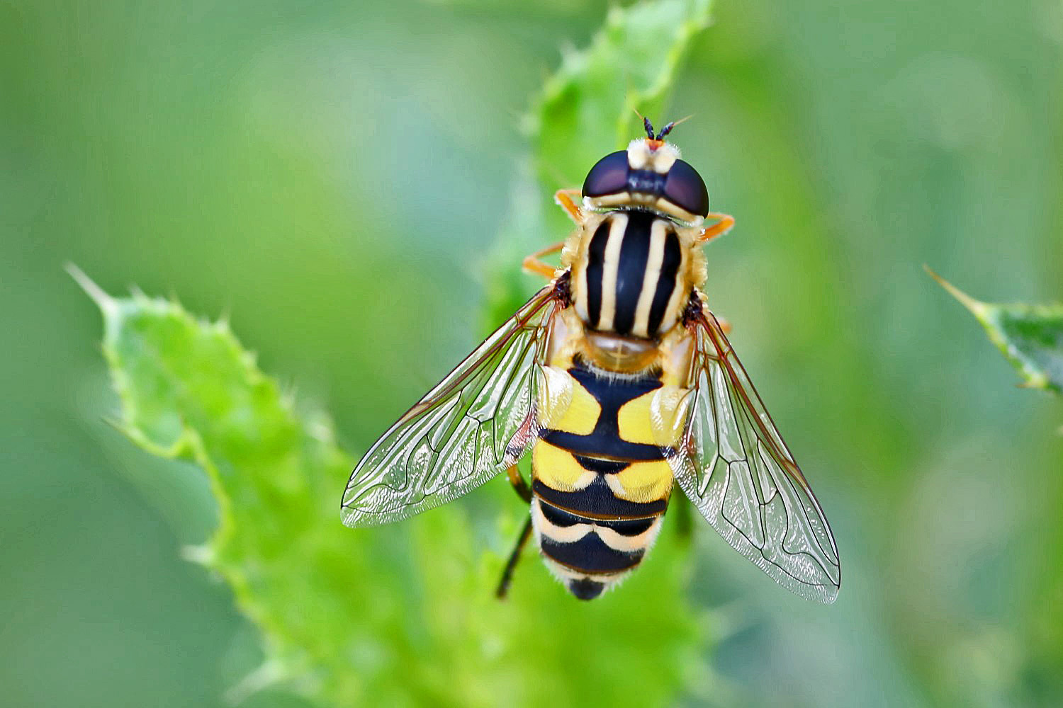 Gemeine Sumpfschwebfliege