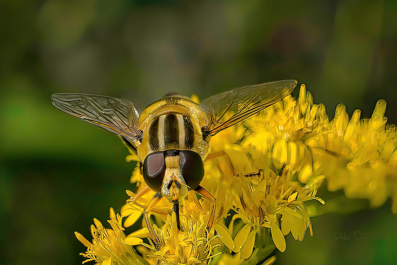 Gemeine Sumpfschwebfliege