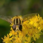 Gemeine Sumpfschwebfliege