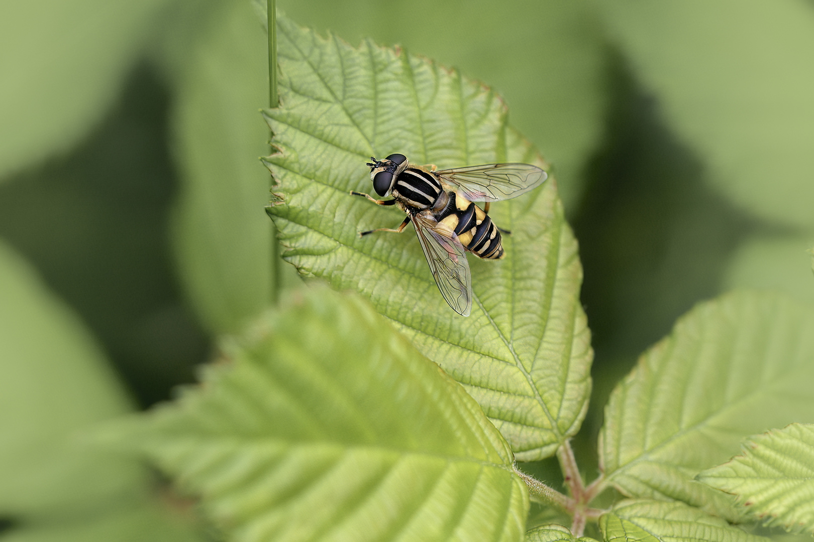 Gemeine Sumpfschwebfliege