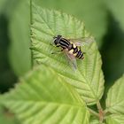 Gemeine Sumpfschwebfliege