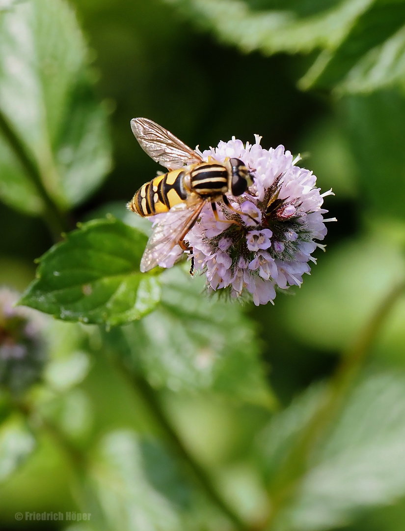 Gemeine Sumpfschwebfliege