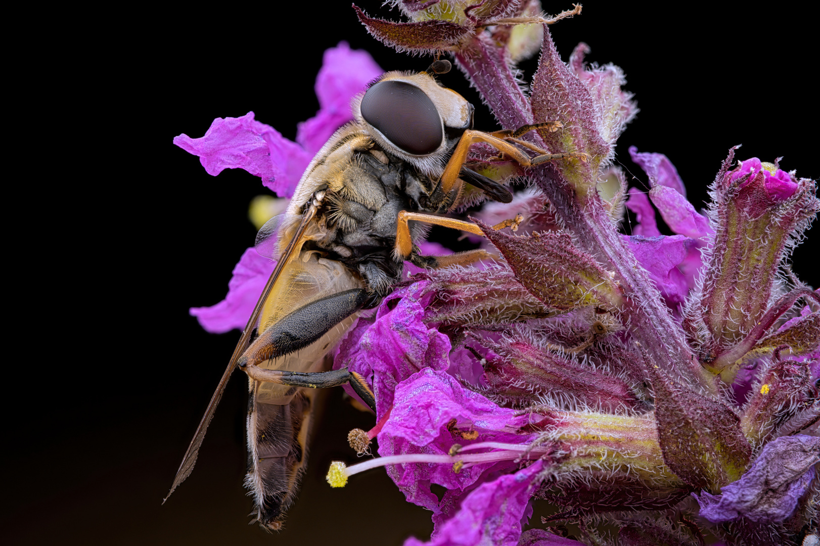 Gemeine Sumpfschwebfliege