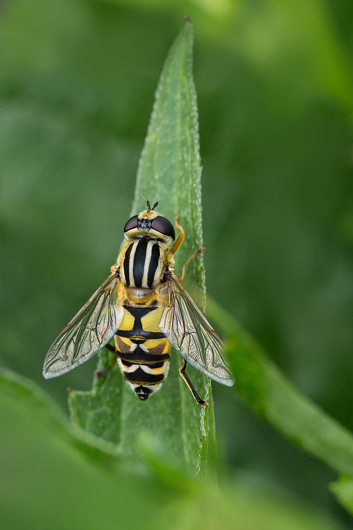 Gemeine Sumpfschwebfliege 