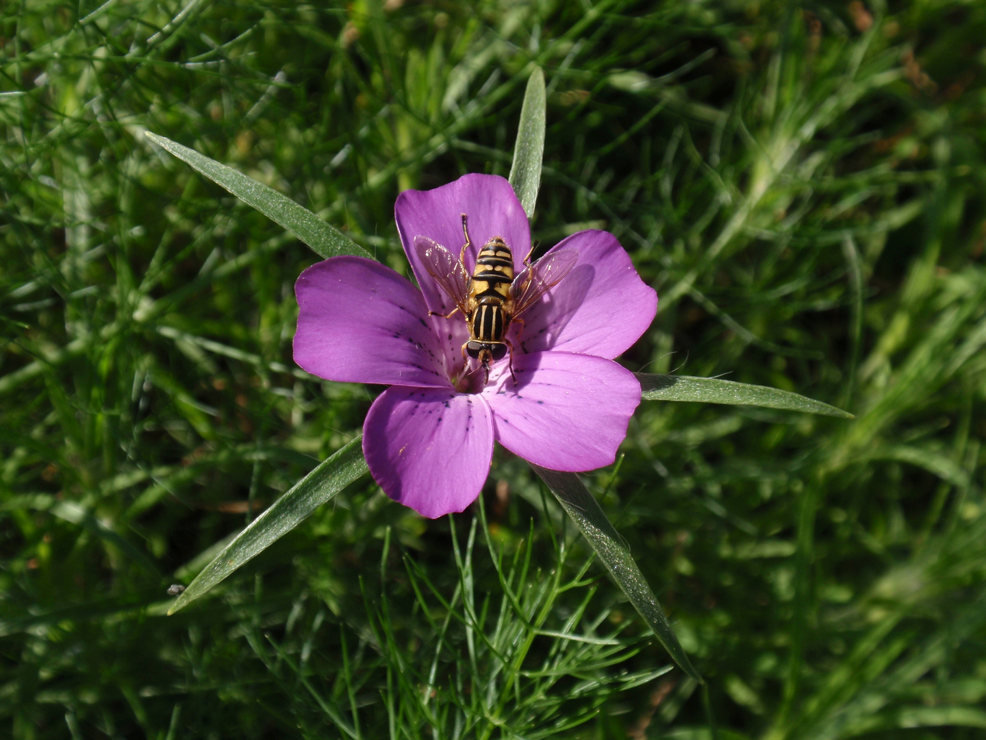 Gemeine Sumpfschwebfliege (Helophilus pendelus) auf Kornrade