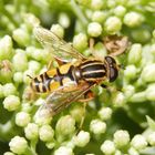 Gemeine Sumpfschwebfliege (Helophilus pendelus)