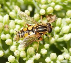 Gemeine Sumpfschwebfliege (Helophilus pendelus)