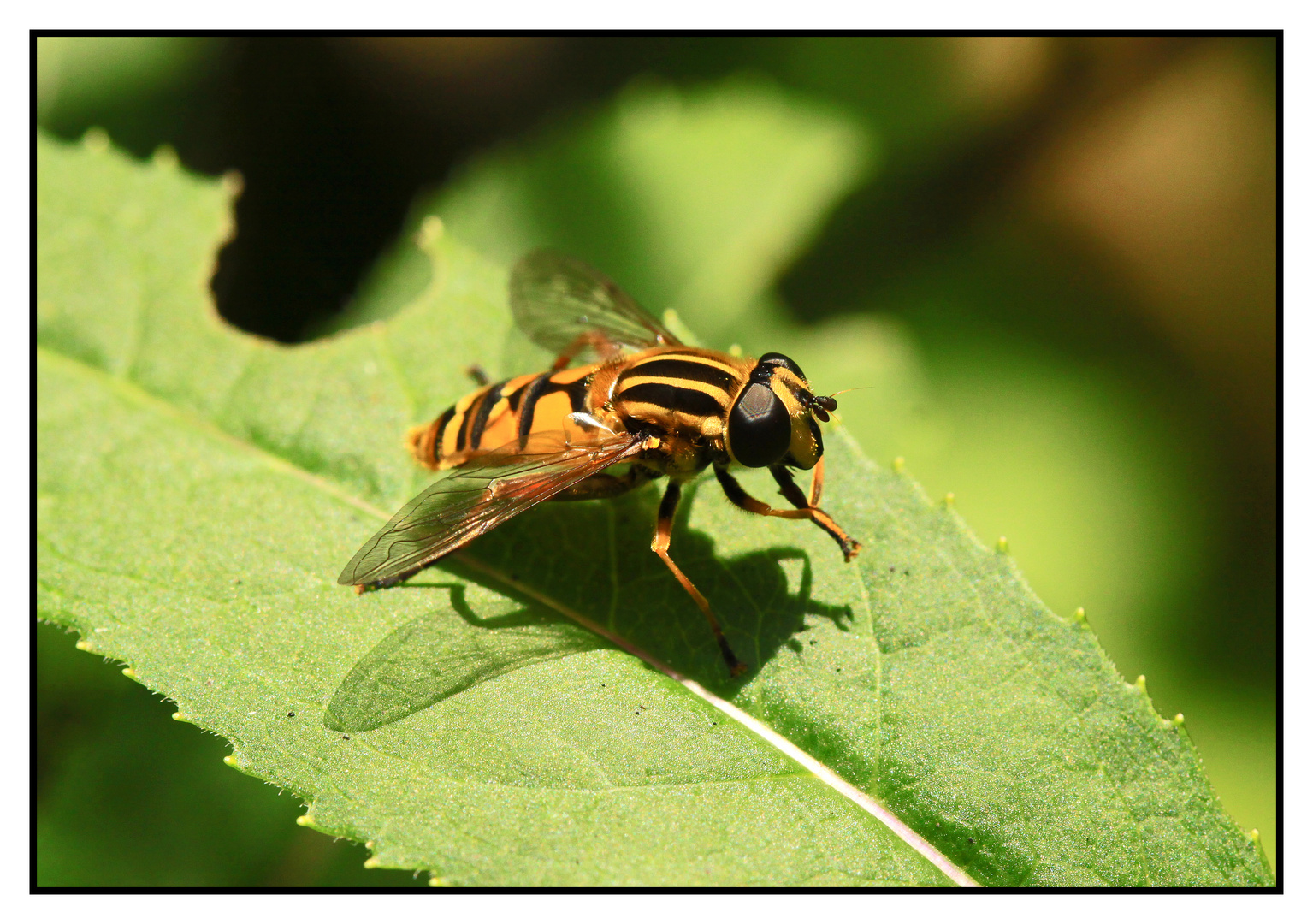 Gemeine Sumpfschwebfliege - Helophilus pendulus