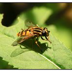 Gemeine Sumpfschwebfliege - Helophilus pendulus