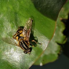 Gemeine Sumpfschwebfliege (Helophilus pendulus)