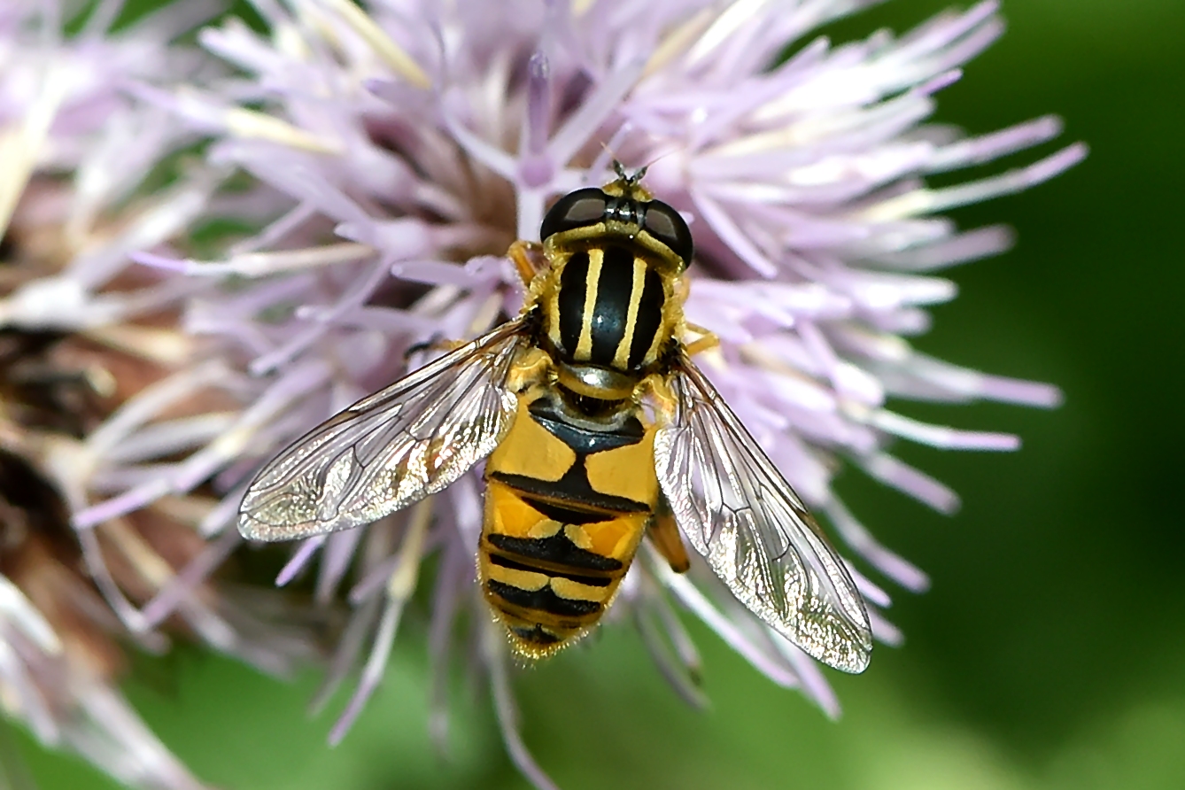 Gemeine Sumpfschwebfliege (Helophilus pendulus)