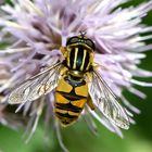 Gemeine Sumpfschwebfliege (Helophilus pendulus)