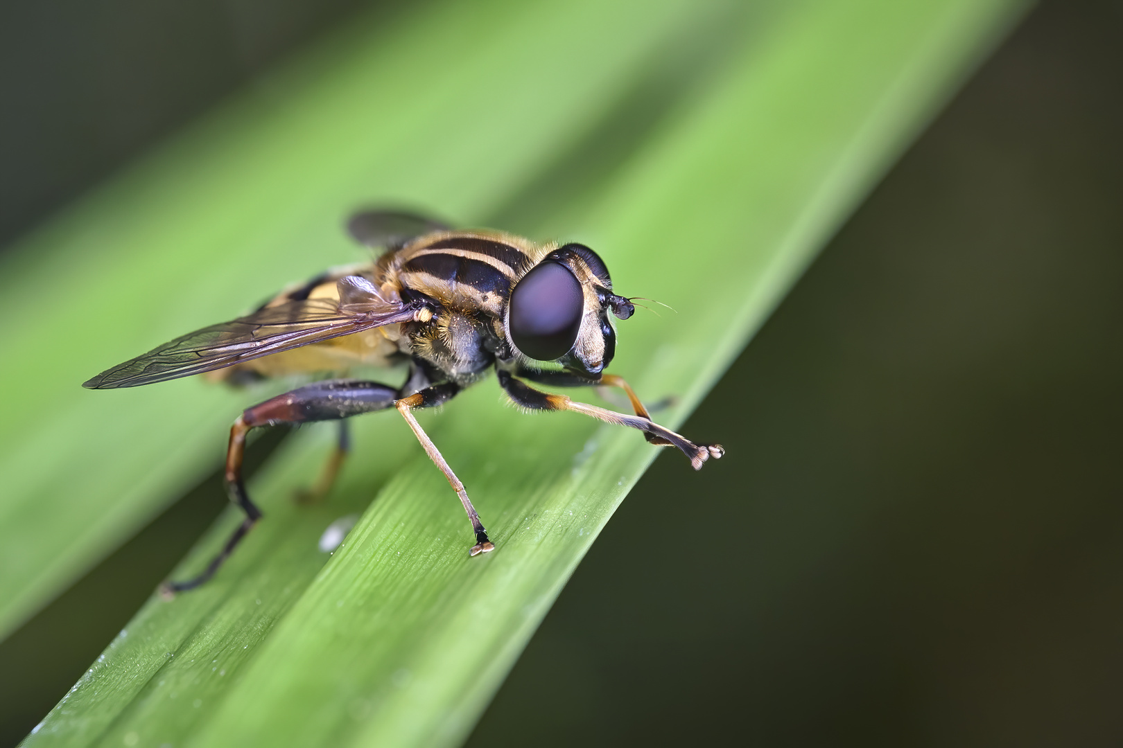 Gemeine Sumpfschwebfliege ( Helophilus pendulus ).