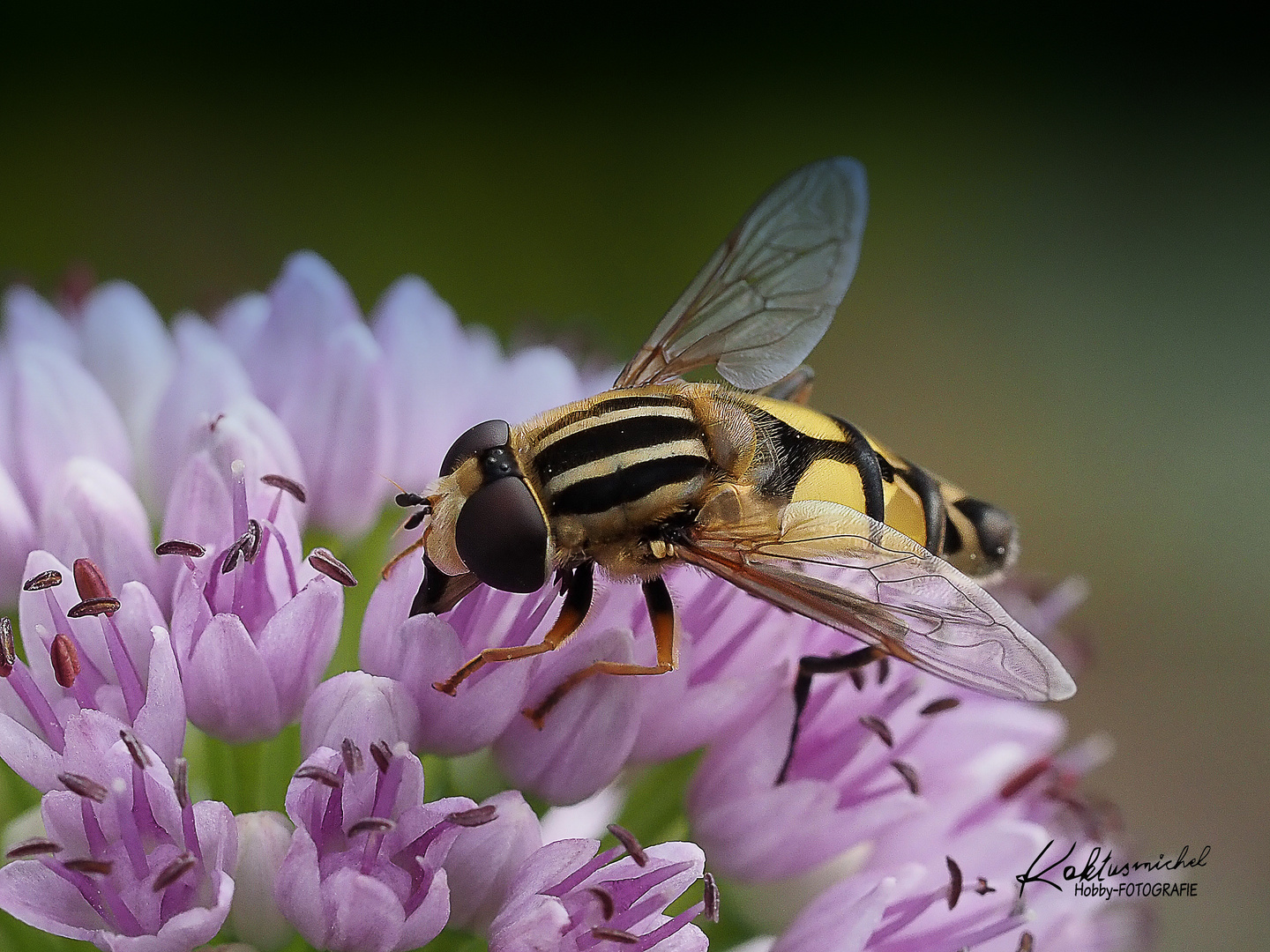 Gemeine Sumpfschwebfliege - Helophilus pendulus