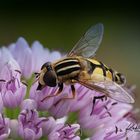 Gemeine Sumpfschwebfliege - Helophilus pendulus