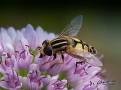 Gemeine Sumpfschwebfliege - Helophilus pendulus