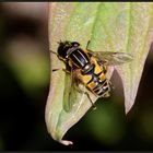 Gemeine Sumpfschwebfliege (Helophilus pendulus)