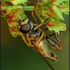 Gemeine Sumpfschwebfliege (Helophilus pendulus)