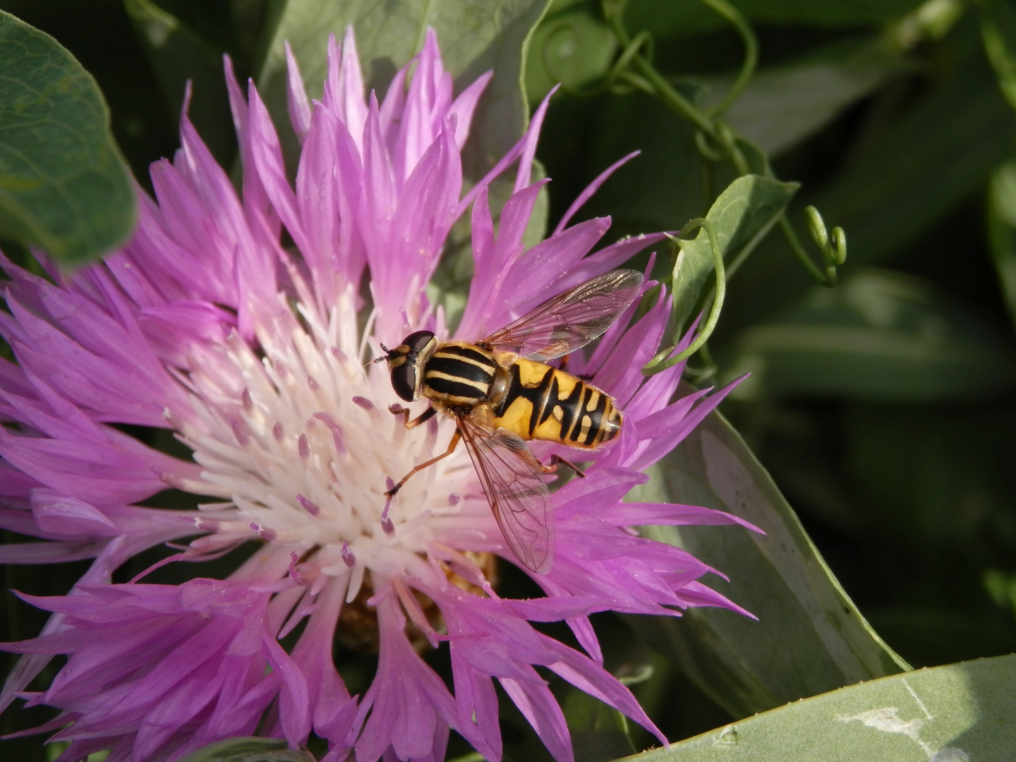 Gemeine Sumpfschwebfliege (Helophilus pendulus)