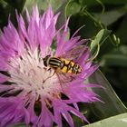 Gemeine Sumpfschwebfliege (Helophilus pendulus)