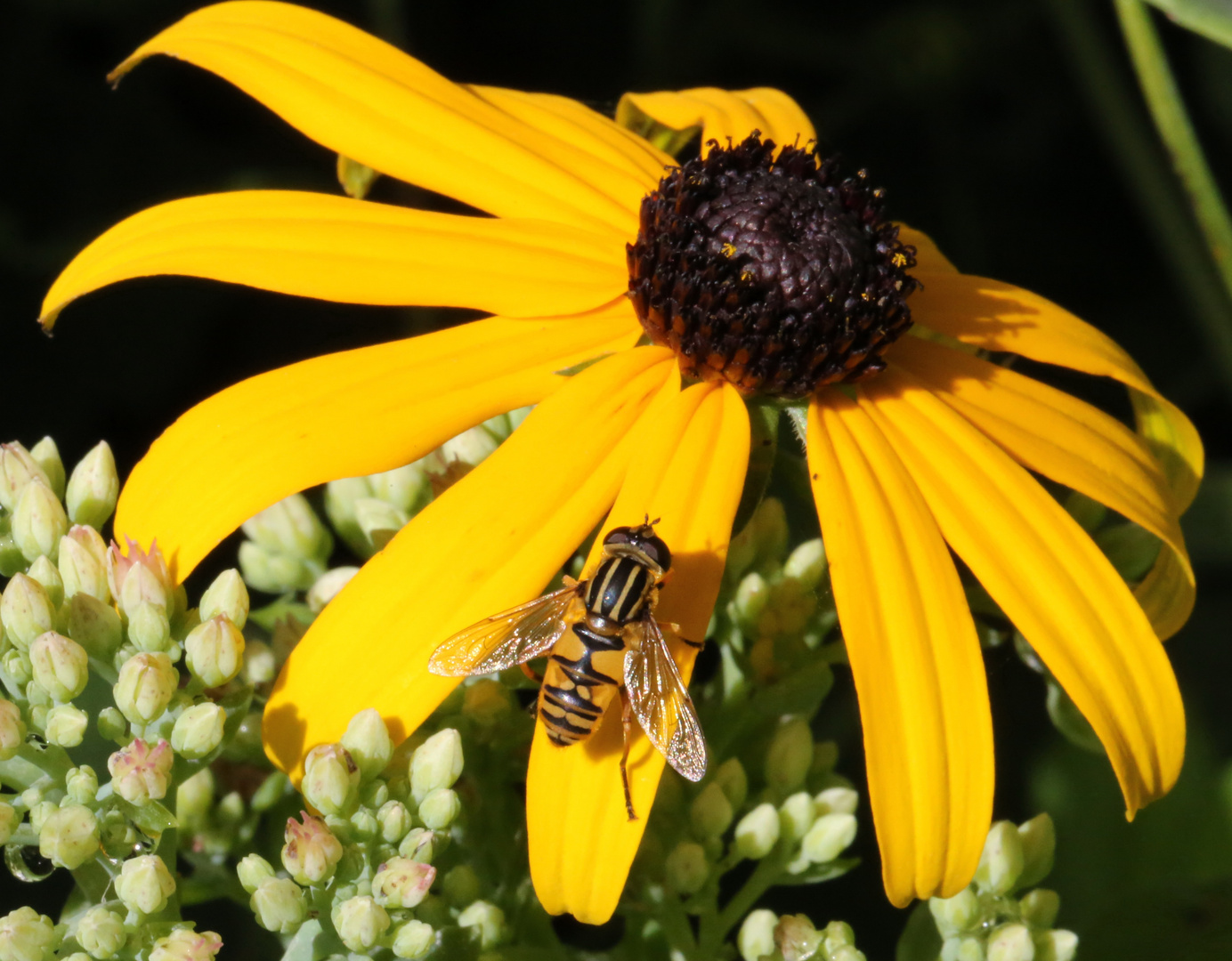 Gemeine Sumpfschwebfliege (Helophilus pendulus) (I)