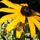 Gemeine Sumpfschwebfliege (Helophilus pendulus) (I)