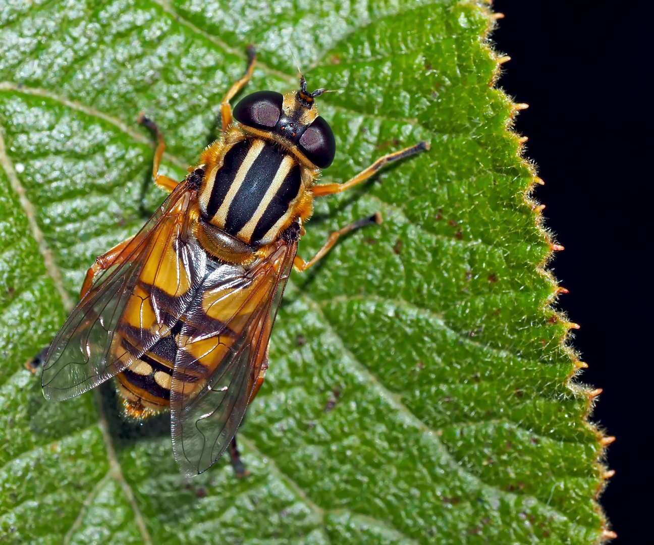 Gemeine Sumpfschwebfliege (Helophilus pendulus) -  L'Hélophile suspendu.