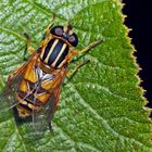 Gemeine Sumpfschwebfliege (Helophilus pendulus) -  L'Hélophile suspendu.