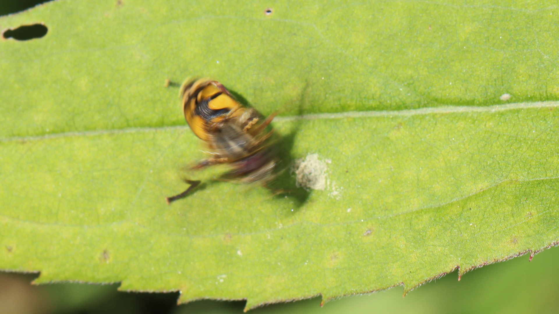 Gemeine Sumpfschwebfliege ... jetzt hebt sie ab