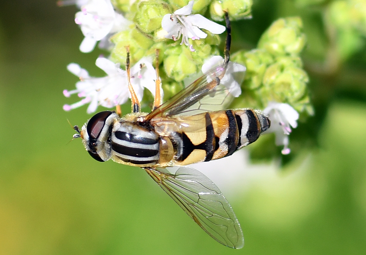 gemeine Sumpfschwebfliege2