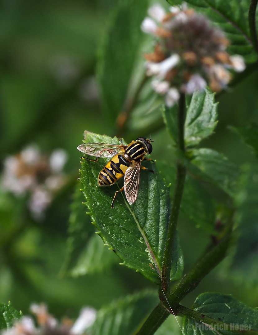 Gemeine Sumpfschwebfliege_2