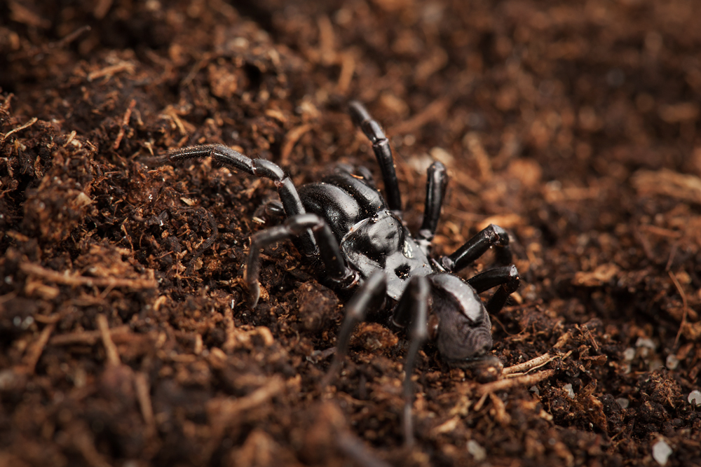 Gemeine Tapezierspinne (Atypus affinis)