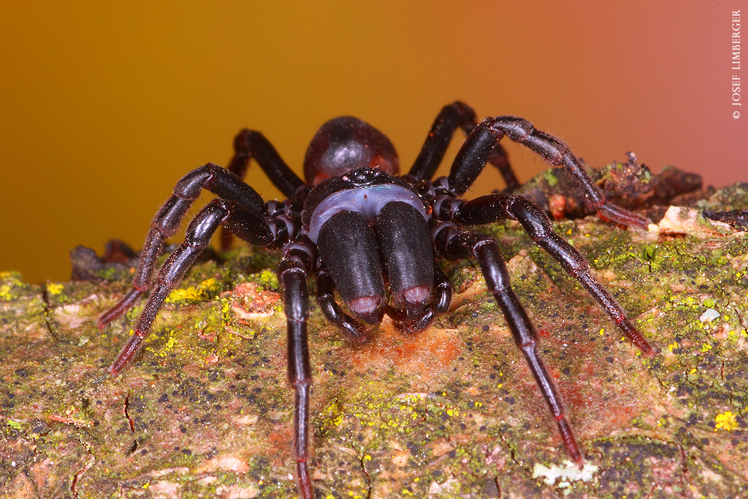 Gemeine Tapezierspinne (Atypus affinis) Copyright Josef Limberger 