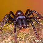 Gemeine Tapezierspinne (Atypus affinis) Copyright Josef Limberger 