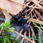 Gemeine Tapezierspinne (Atypus affinis)