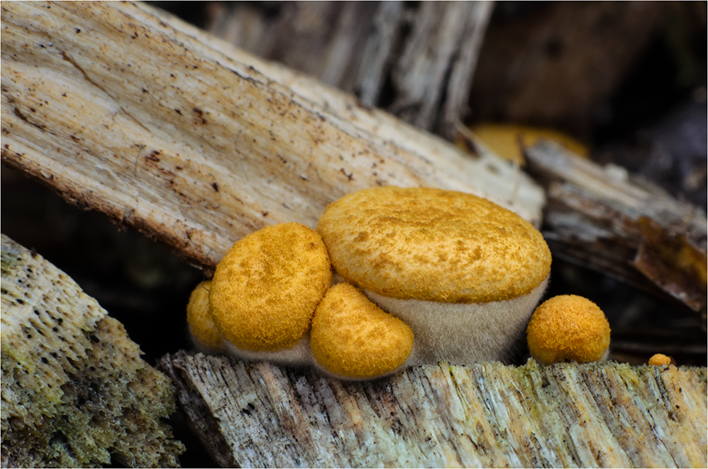 Gemeine Tiegelteuerlinge (Crucibulum laeve)