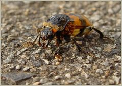 Gemeine Totengräber - Nicrophorus (Necrophorus) vespillo