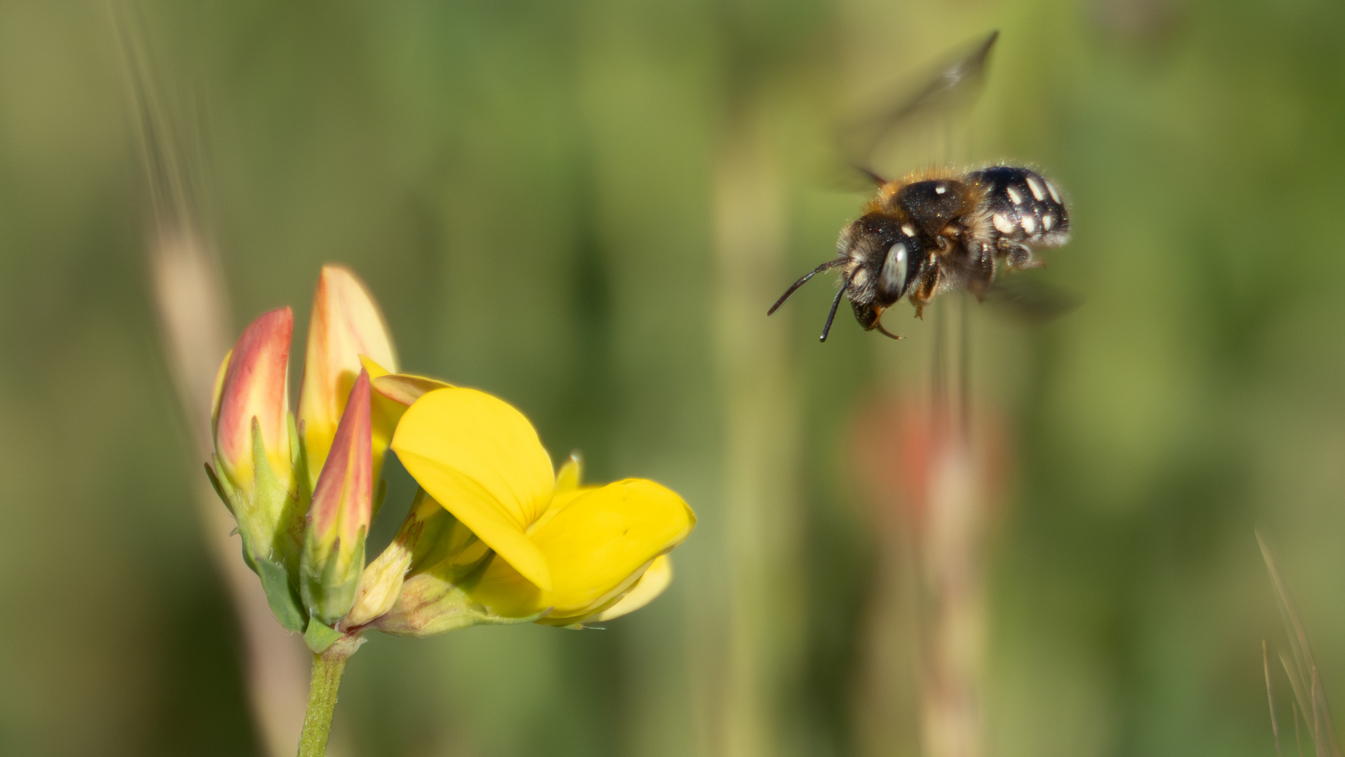 Gemeine Trauerbiene (Melecta albifrons)