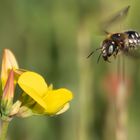 Gemeine Trauerbiene (Melecta albifrons)