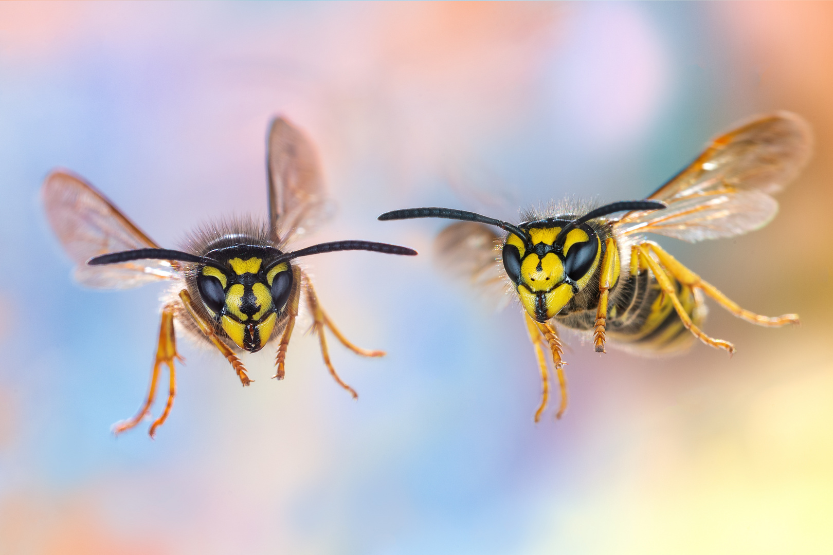 Gemeine und Deutsche Wespe im Flug