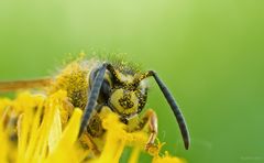 Gemeine Vespe (Vespula vulgaris)