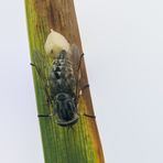 Gemeine Viehbremse (Tabanus bromius)